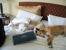 pet friendly hotels Flagstaff